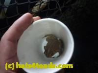 /home//u458753944/public_html/sourcegallery//Roxborough Toad Detour/2013-2019/2013/2013-04-09/P1120086.JPG